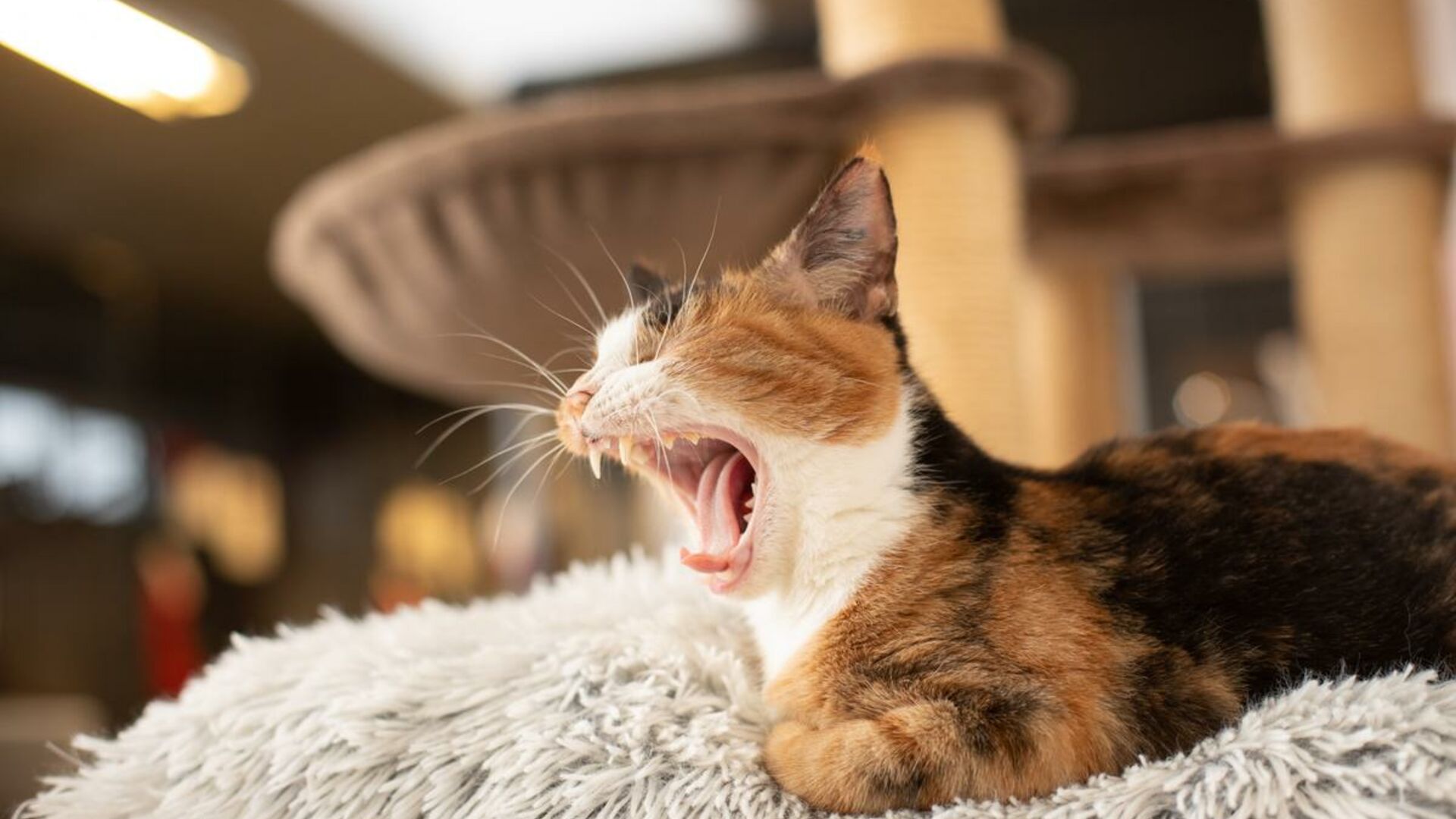 Infektionsrisikoen er høj og komplikationer kan være alvorlige, hvis bidskader fra katte ikke straks bliver fulgt op med korrekt behandling. Foto: Kim Johnsen